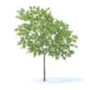 Peach Tree 3D Model 3m (9546) - Image 7