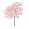Peach Tree with Flowers 3D Model 3m  (9547) - Image 3