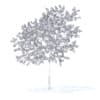 Peach Tree with Flowers 3D Model 3m  (9547) - Image 4