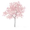 Peach Tree with Flowers 3D Model 3m  (9547) - Image 5