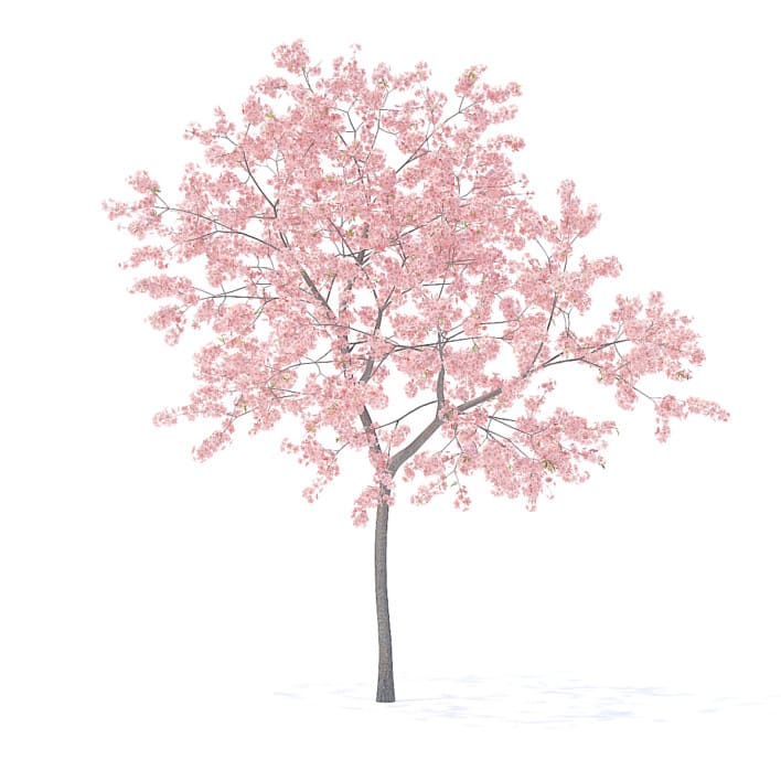 Peach Tree with Flowers 3D Model 3m  (9547)