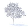 Peach Tree with Fruits 3D Model 3m  (9548) - Image 2