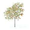 Peach Tree with Fruits 3D Model 3m  (9548) - Image 3