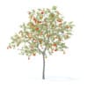 Peach Tree with Fruits 3D Model 3m  (9548) - Image 5