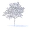 Peach Tree with Fruits 3D Model 3m  (9548) - Image 6