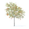 Peach Tree with Fruits 3D Model 3m  (9548) - Image 7