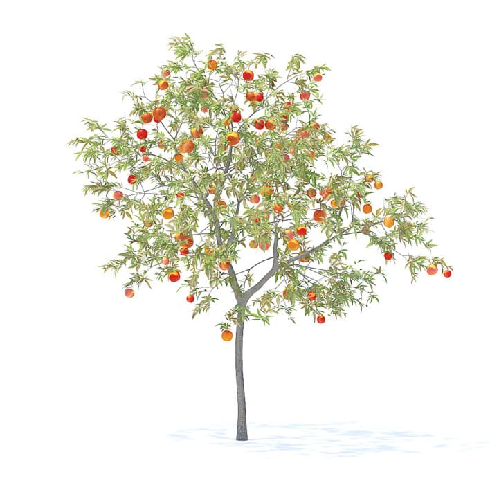 Peach Tree with Fruits 3D Model 3m  (9548)