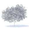 Peach Tree 3D Model 5.8m  (9549) - Image 2
