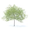 Peach Tree 3D Model 5.8m  (9549) - Image 3