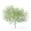 Peach Tree 3D Model 5.8m  (9549) - Image 5
