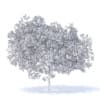 Peach Tree 3D Model 5.8m  (9549) - Image 6