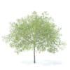 Peach Tree 3D Model 5.8m  (9549) - Image 7