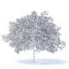 Peach Tree 3D Model 5.8m  (9549) - Image 8