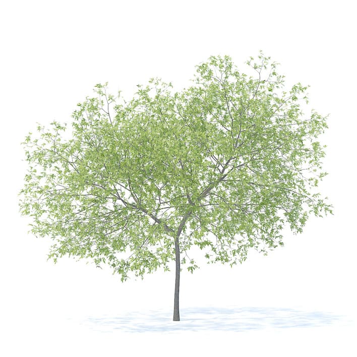 Peach Tree 3D Model 5.8m  (9549)