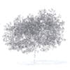 Peach Tree with Flowers 3D Model 5.8m  (9550) - Image 2
