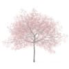 Peach Tree with Flowers 3D Model 5.8m  (9550) - Image 3