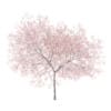 Peach Tree with Flowers 3D Model 5.8m  (9550) - Image 5