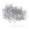 Peach Tree with Flowers 3D Model 5.8m  (9550) - Image 6