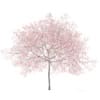 Peach Tree with Flowers 3D Model 5.8m  (9550) - Image 7
