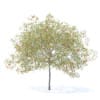 Peach Tree with Fruits 3D Model 5.8m  (9551) - Image 2