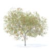 Peach Tree with Fruits 3D Model 5.8m  (9551) - Image 4