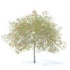 Peach Tree with Fruits 3D Model 5.8m  (9551) - Image 6