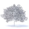 Peach Tree with Fruits 3D Model 5.8m  (9551) - Image 7