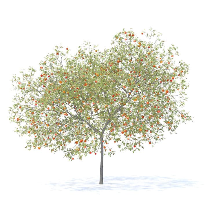 Peach Tree with Fruits 3D Model 5.8m  (9551)