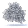 Peach Tree 3D Model 7.5m  (9552) - Image 2