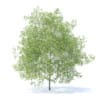 Peach Tree 3D Model 7.5m  (9552) - Image 3