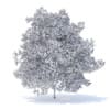 Peach Tree 3D Model 7.5m  (9552) - Image 4