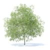 Peach Tree 3D Model 7.5m  (9552) - Image 5