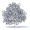 Peach Tree 3D Model 7.5m  (9552) - Image 6