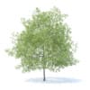 Peach Tree 3D Model 7.5m  (9552) - Image 7