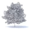 Peach Tree 3D Model 7.5m  (9552) - Image 8