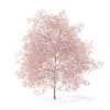 Peach Tree with Flowers 3D Model 7.5m  (9553) - Image 3