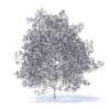 Peach Tree with Flowers 3D Model 7.5m  (9553) - Image 4