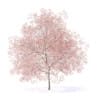 Peach Tree with Flowers 3D Model 7.5m  (9553) - Image 5