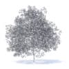 Peach Tree with Flowers 3D Model 7.5m  (9553) - Image 6