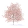 Peach Tree with Flowers 3D Model 7.5m  (9553) - Image 7