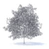 Peach Tree with Flowers 3D Model 7.5m  (9553) - Image 8