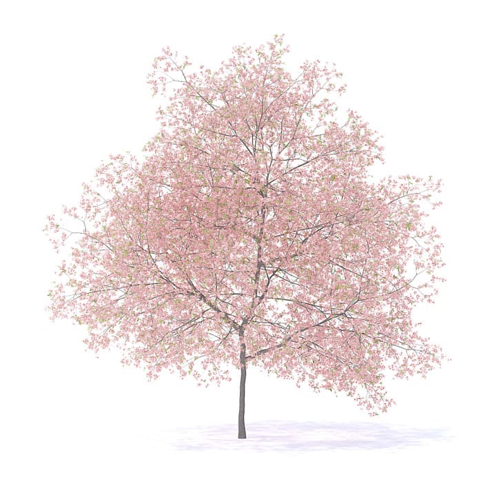 Peach Tree with Flowers 3D Model 7.5m  (9553)