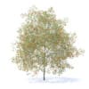 Peach Tree with Fruits 3D Model 7.5m (9554) - Image 3