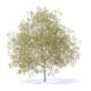 Peach Tree with Fruits 3D Model 7.5m (9554) - Image 5