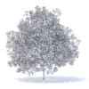 Peach Tree with Fruits 3D Model 7.5m (9554) - Image 6