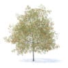 Peach Tree with Fruits 3D Model 7.5m (9554) - Image 7