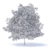 Peach Tree with Fruits 3D Model 7.5m (9554) - Image 8