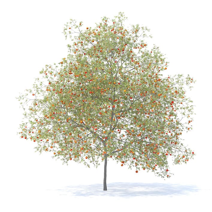 Peach Tree with Fruits 3D Model 7.5m (9554)