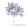 Lemon Tree 3D Model 2.4m (9555) - Image 2