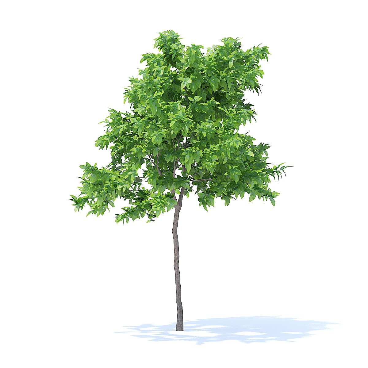 Lemon Tree 3D Model 2.4m